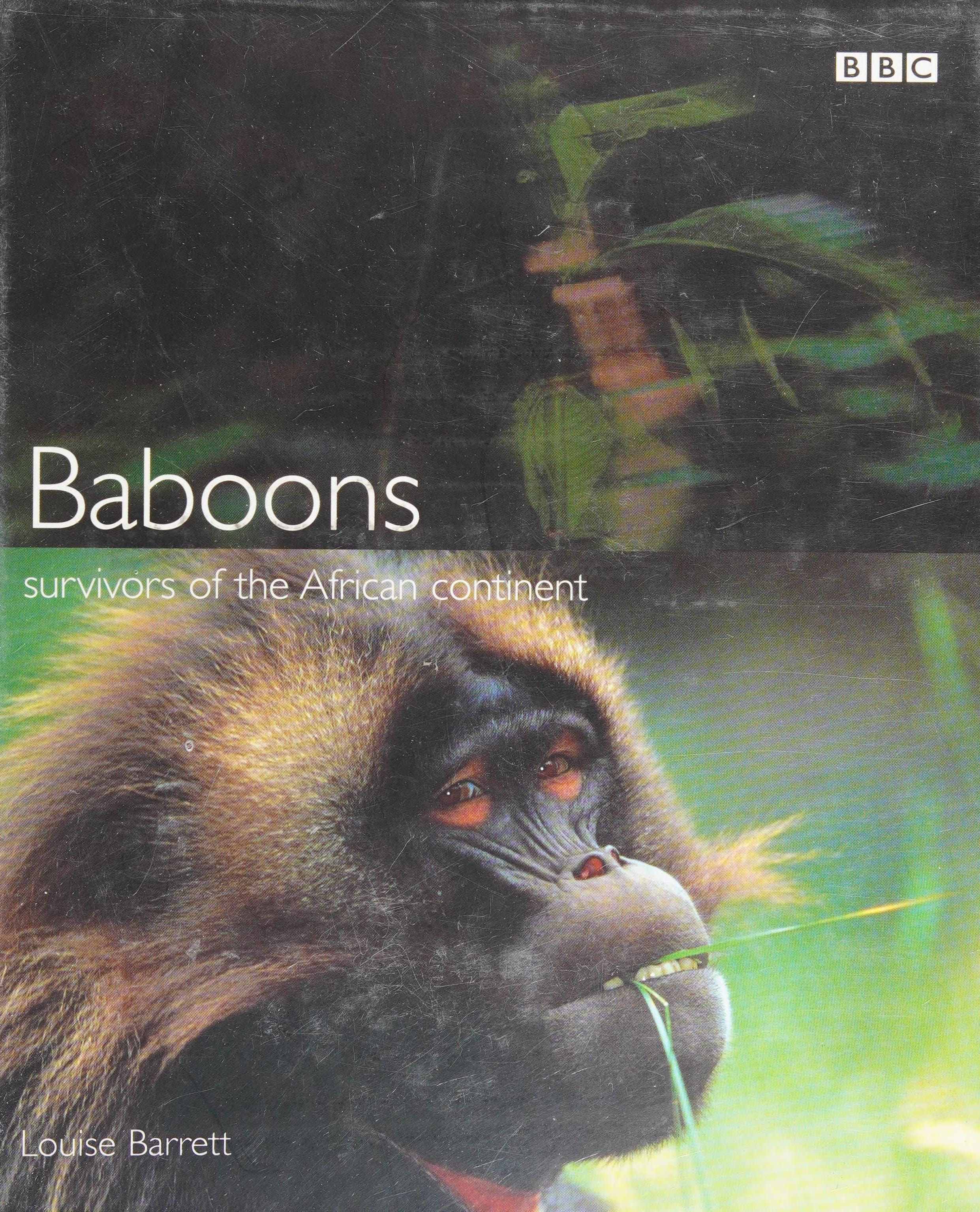 Baboons Survivors of the African Continent