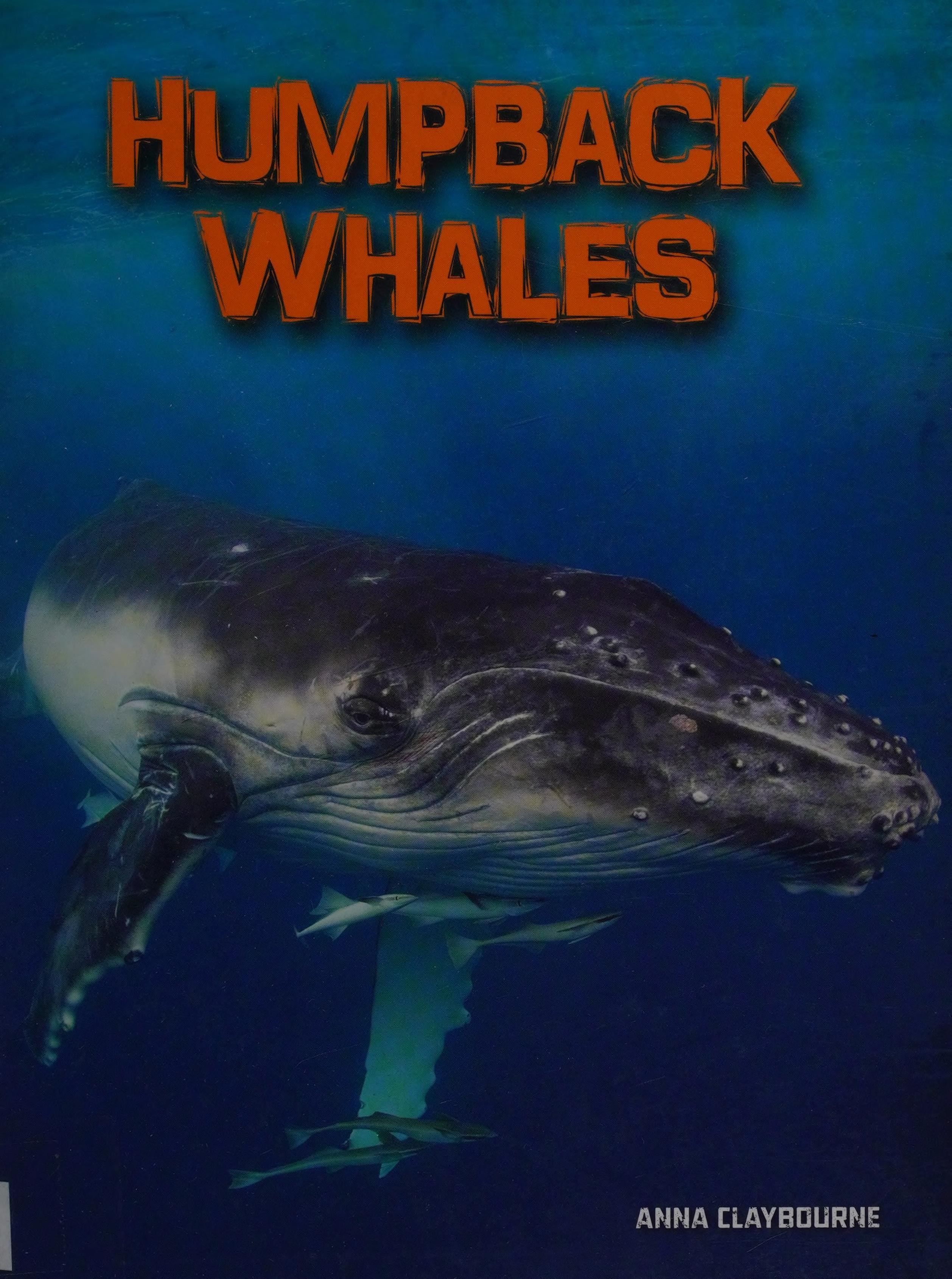 Humpback Whales