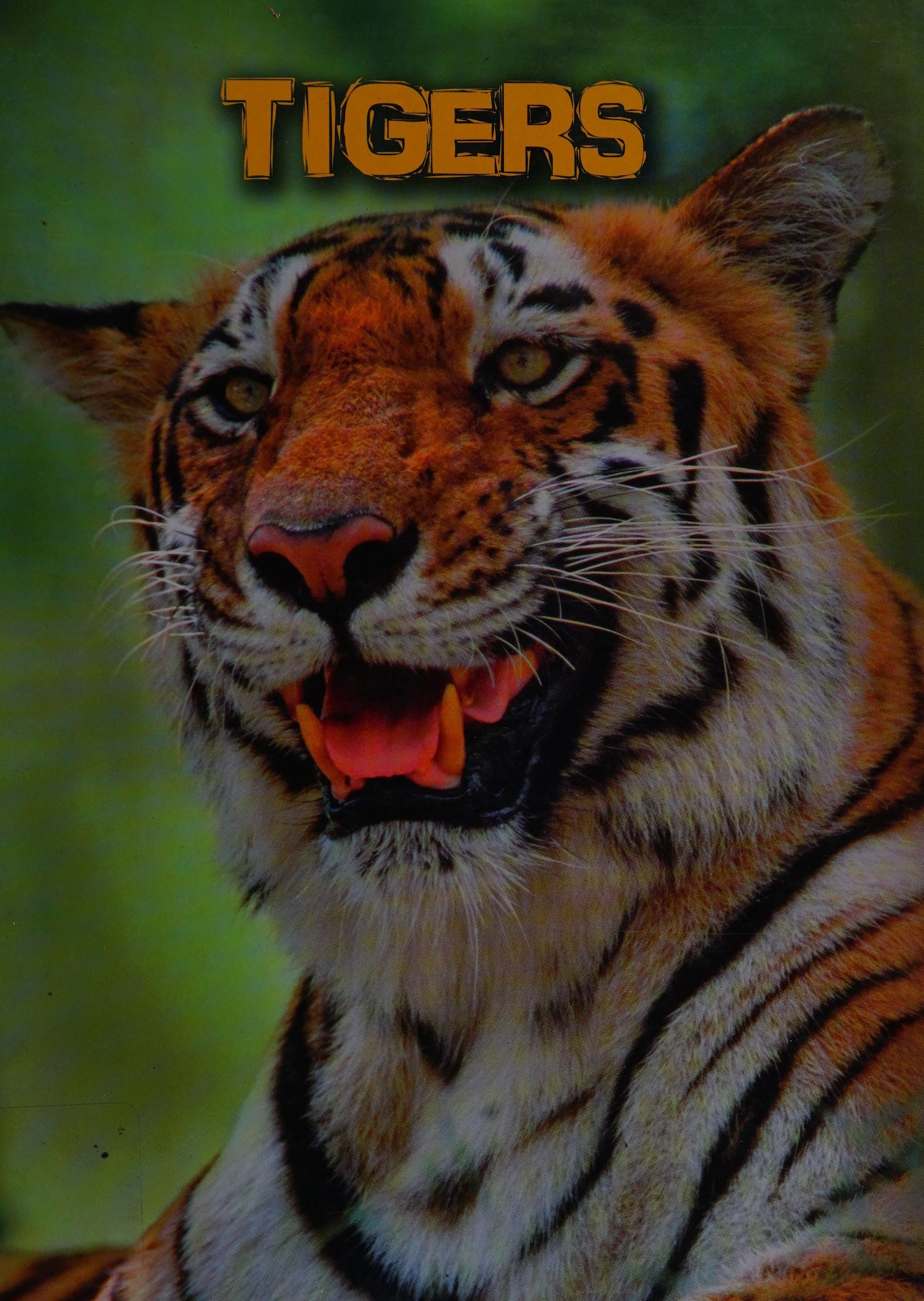 Tigers