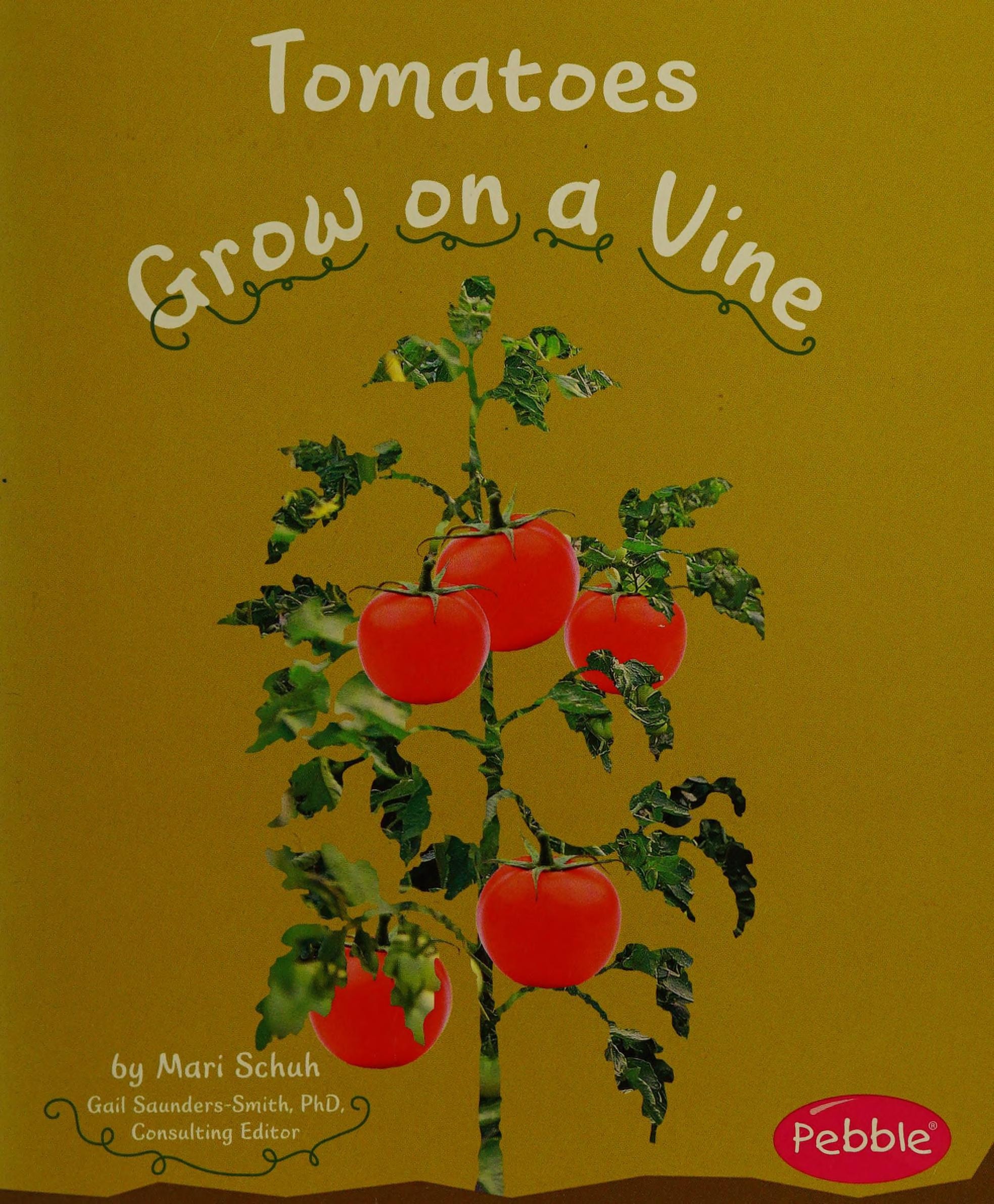 Tomatoes Grow on a Vine