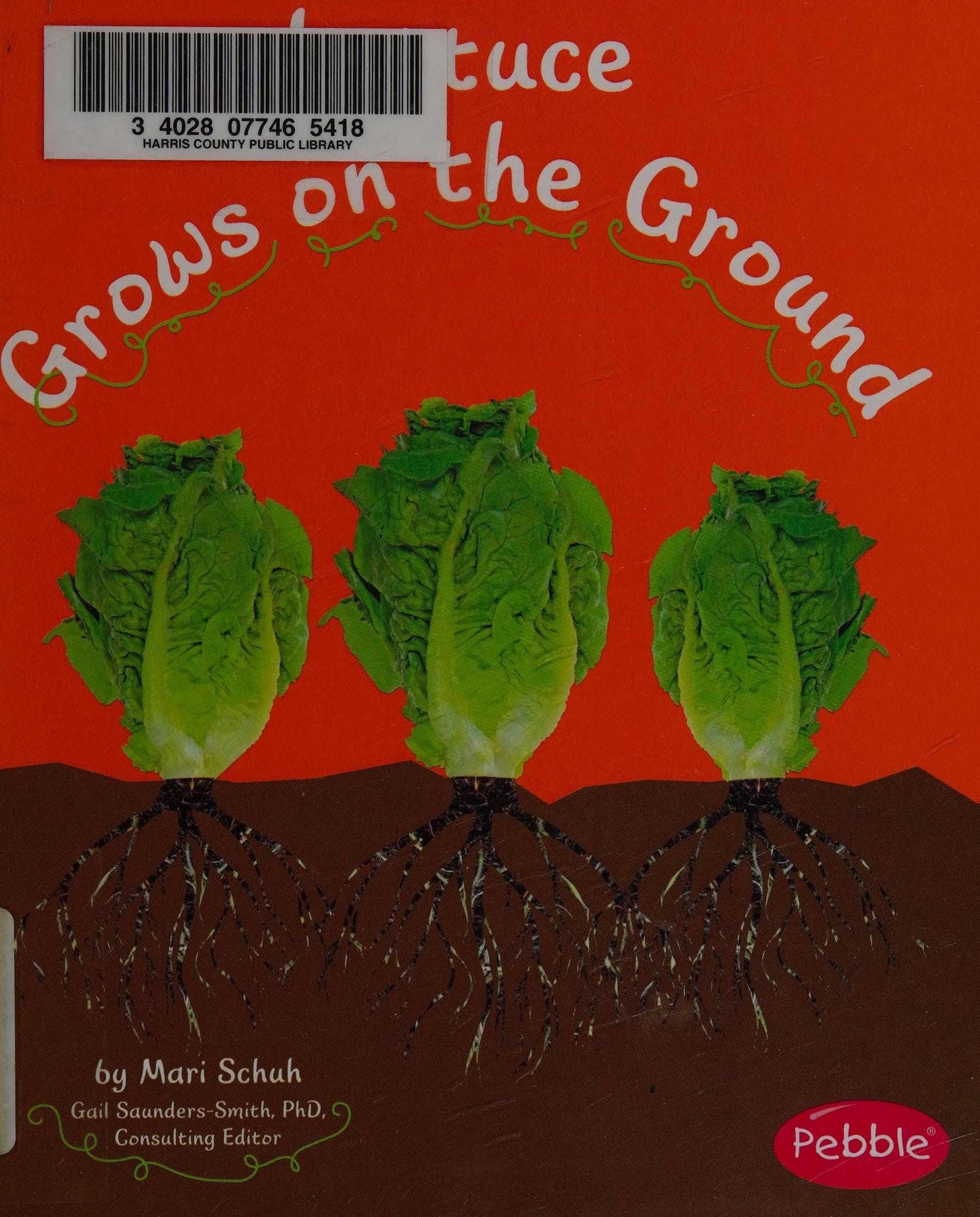 Lettuce Grows on the Ground