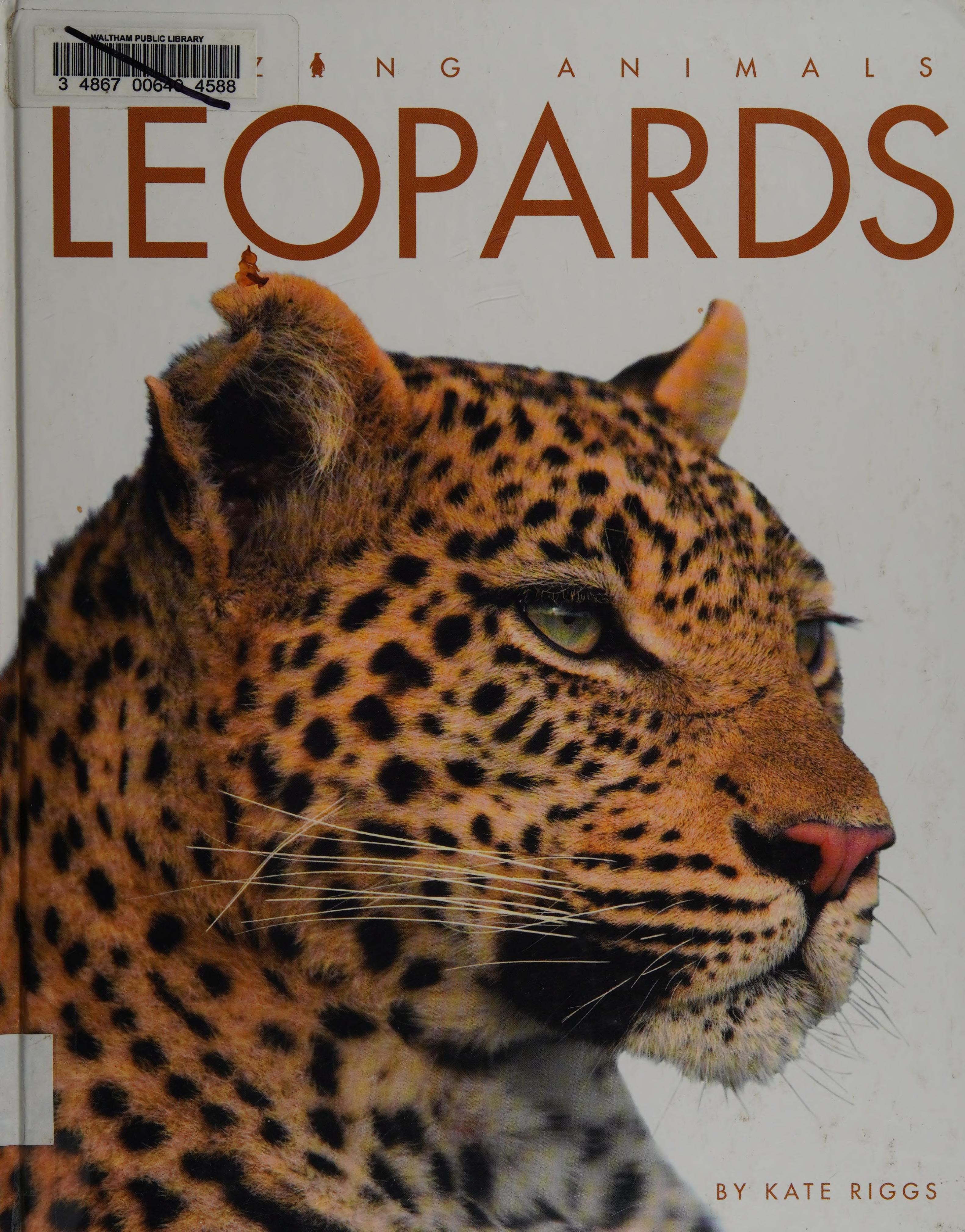 Leopards