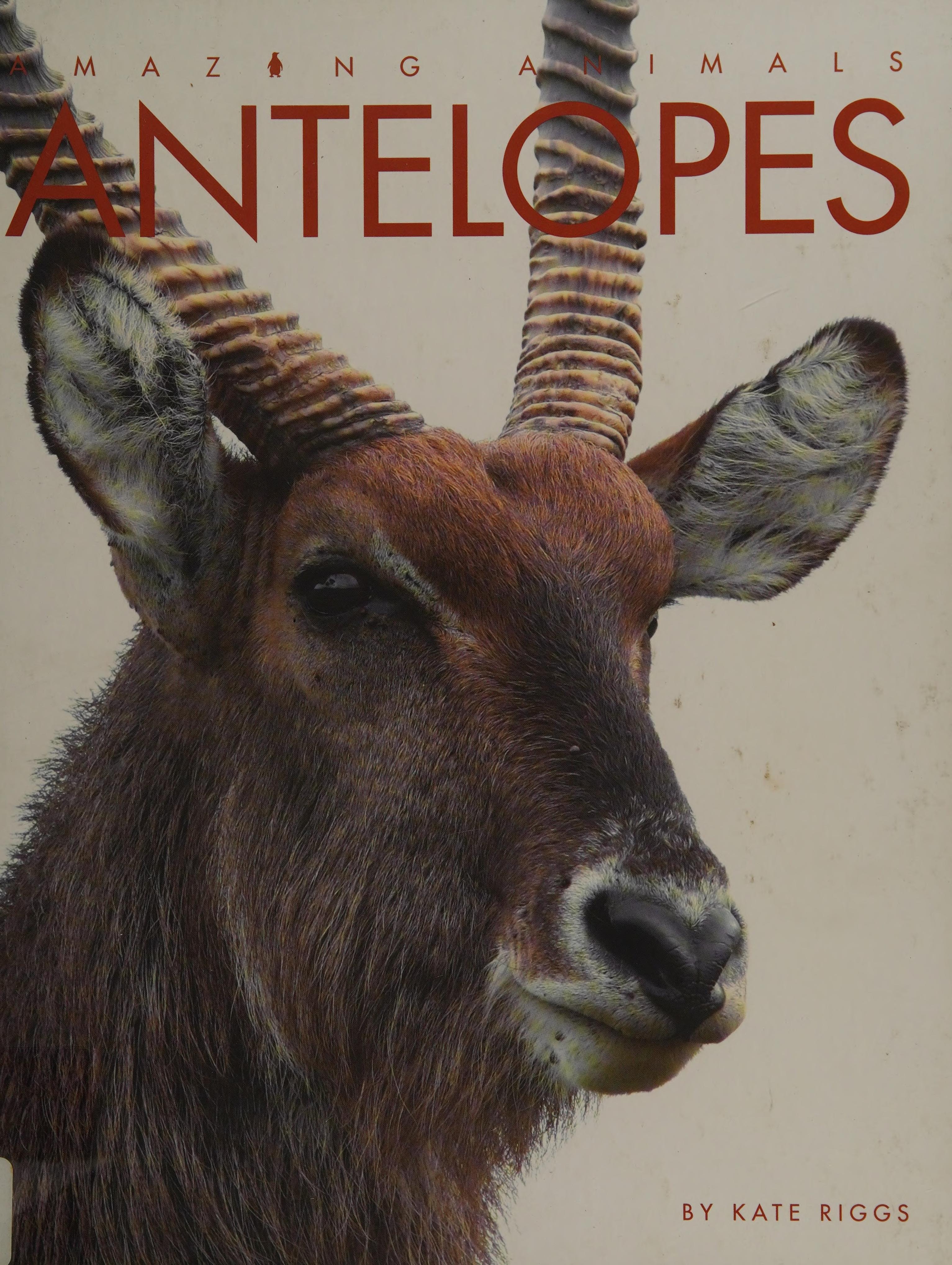 Antelopes