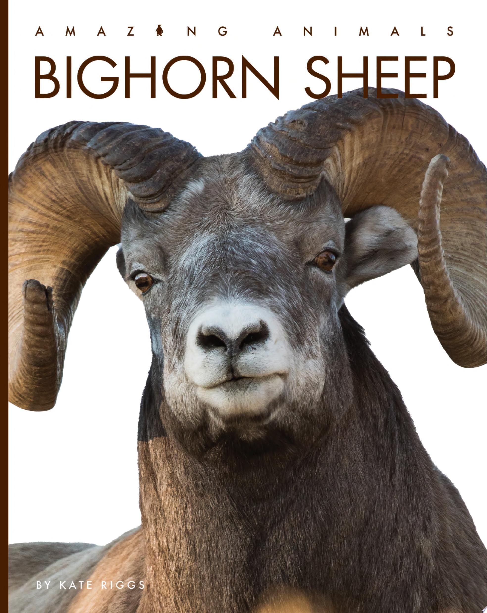 Bighorn Sheep